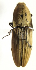 Chalcolepidius silbermanni