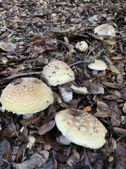 Amanita umbrinidisca