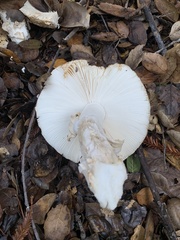 Amanita umbrinidisca