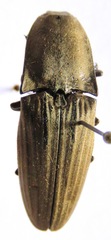 Chalcolepidius silbermanni