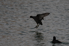 Fulica atra