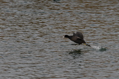 Fulica atra