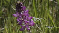 Lupinus microcarpus