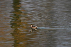 Tachybaptus ruficollis