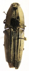 Chalcolepidius silbermanni