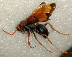 Hemipepsis mauritanica