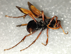 Hemipepsis mauritanica