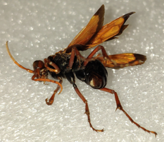 Hemipepsis mauritanica