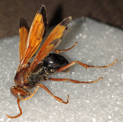 Hemipepsis mauritanica