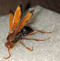 Hemipepsis mauritanica