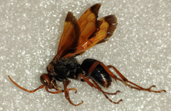 Hemipepsis mauritanica