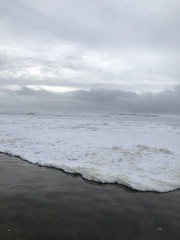 Melanitta perspicillata