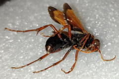 Hemipepsis mauritanica