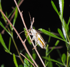 Rhytiphora decipiens