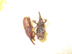 Sitophilus zeamais