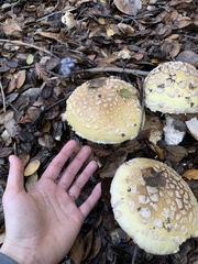 Amanita umbrinidisca