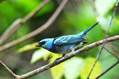 Stilpnia nigrocincta