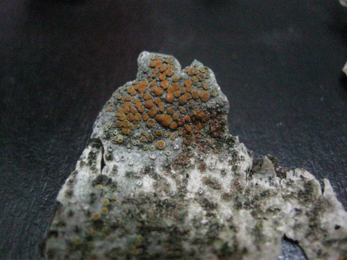 Caloplaca cerina image