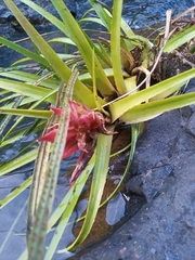 Aechmea recurvata