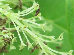Fraxinus chinensis