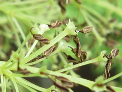 Fraxinus chinensis