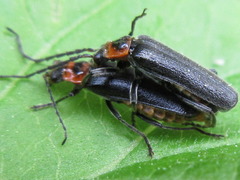 Lycocerus