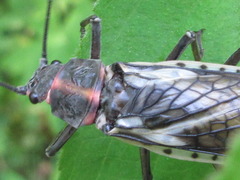 Pteronarcys sachalina