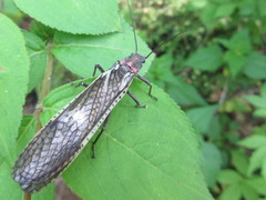 Pteronarcys sachalina
