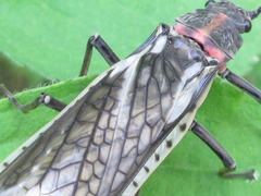 Pteronarcys sachalina