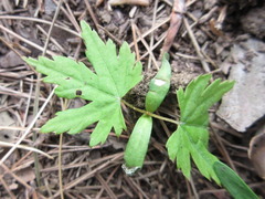 Acer pseudosieboldianum
