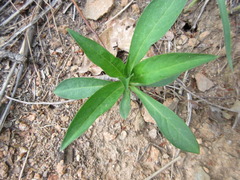 Lysimachia clethroides