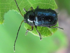 Cryptocephalus parvulus