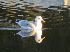 Larus argentatus vegae