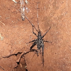 Eidmanacris