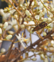 Nemophora sparsella