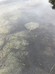 Hemitrygon fluviorum