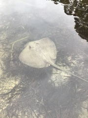 Hemitrygon fluviorum