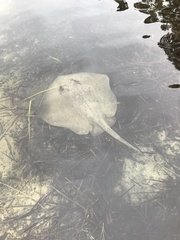 Hemitrygon fluviorum