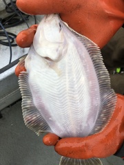 Lepidopsetta bilineata