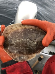 Lepidopsetta bilineata