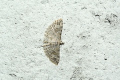 Alucita adriendenisi