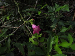 Ipomoea peteri