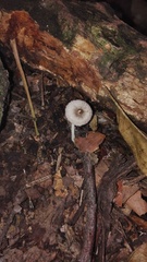 Roridomyces austrororidus