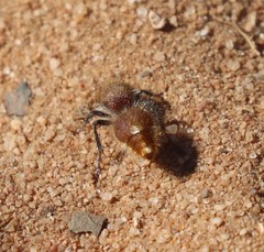 Ephutomorpha ferruginata