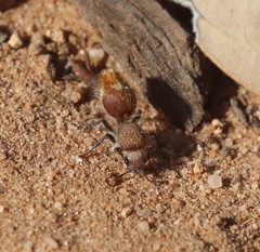 Ephutomorpha ferruginata