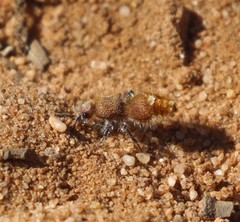 Ephutomorpha ferruginata