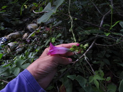 Ipomoea peteri