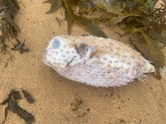 Dicotylichthys punctulatus