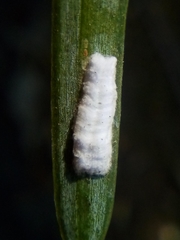 Pulvinaria camelicola