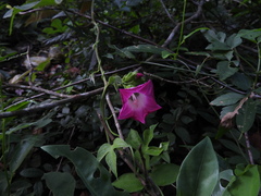 Ipomoea peteri